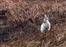 Peak District mountain hares at risk of extinction